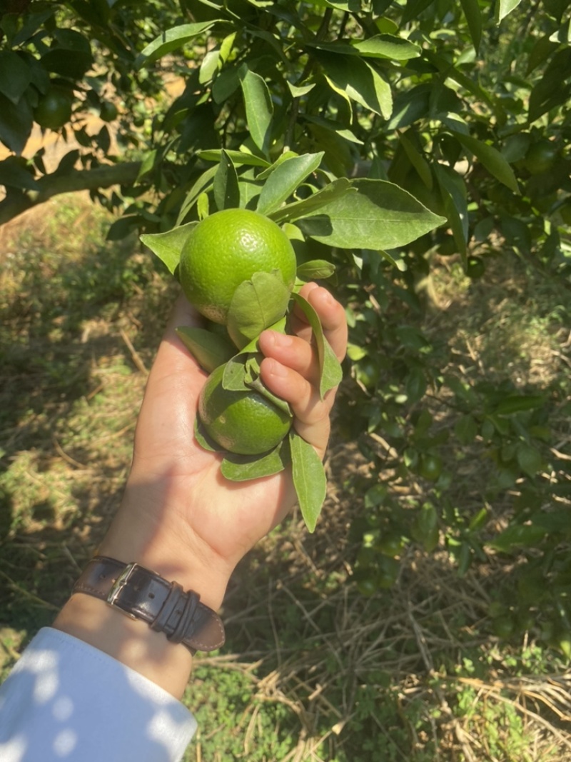 广西皇帝柑大量上市，45起，50起大量货源