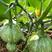 小南瓜种子好运98易种植产量高品质好包技术指导