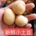 【实力】山东荷兰十五土豆，中子小土豆二两以下需要联系