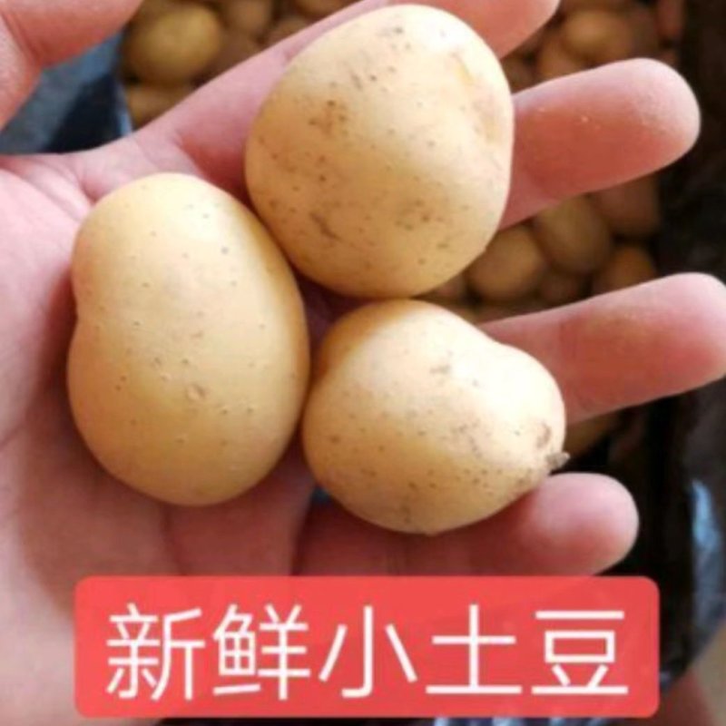 【实力】山东荷兰十五土豆，中子小土豆二两以下需要联系