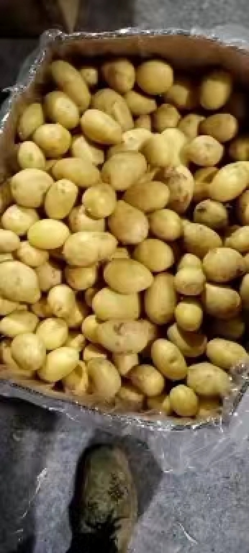 【实力】山东荷兰十五土豆，中子小土豆二两以下需要联系