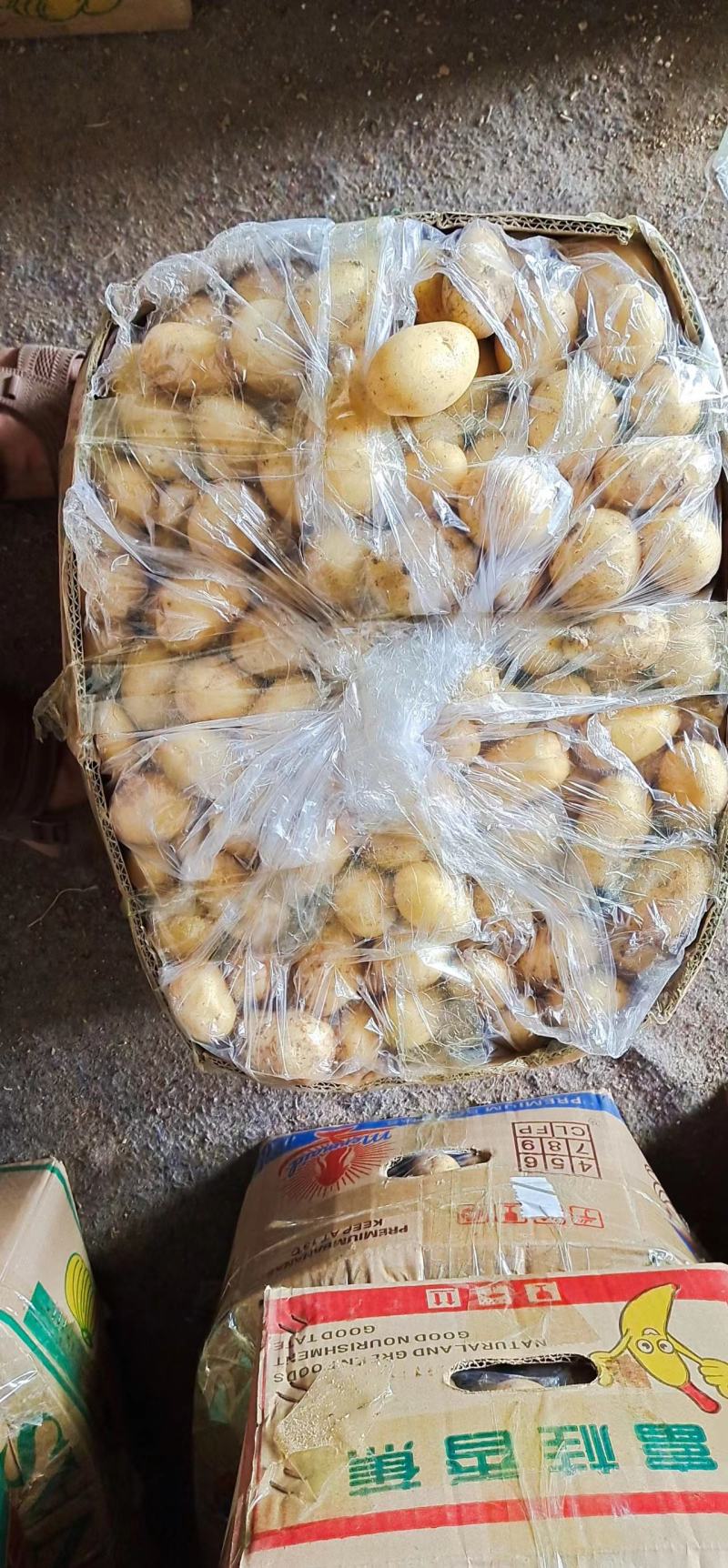 【实力】山东荷兰十五土豆，中子小土豆二两以下需要联系