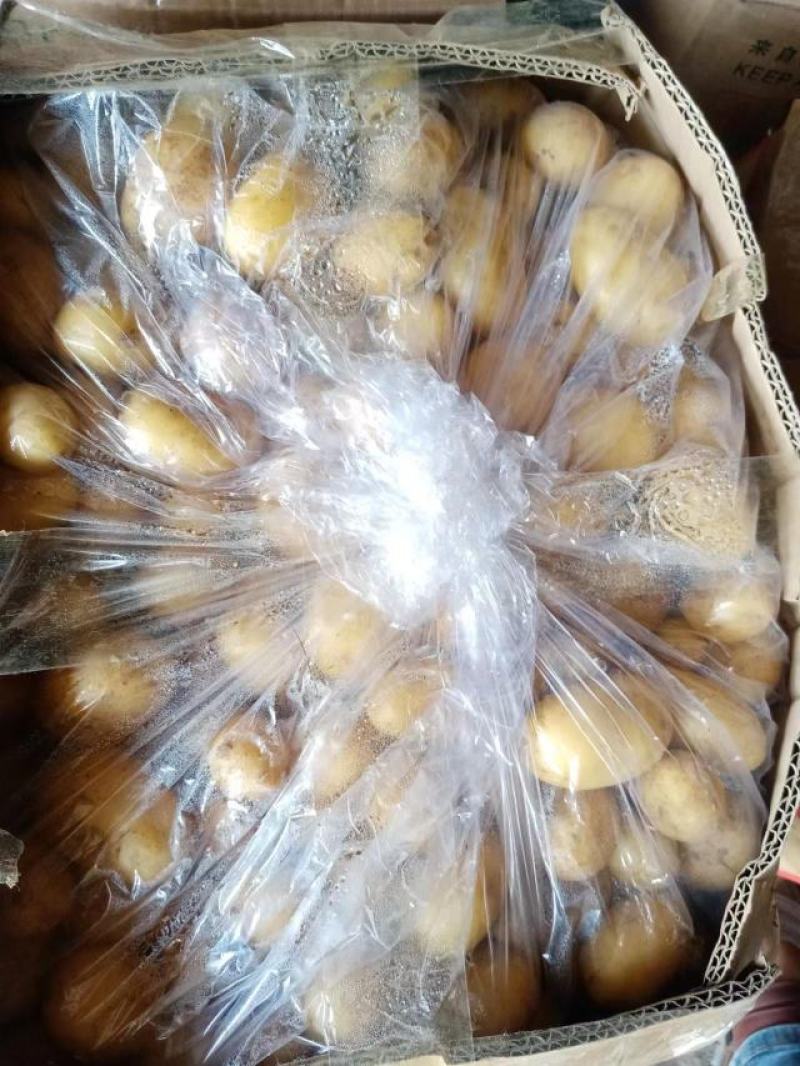 【实力】山东荷兰十五土豆，中子小土豆二两以下需要联系