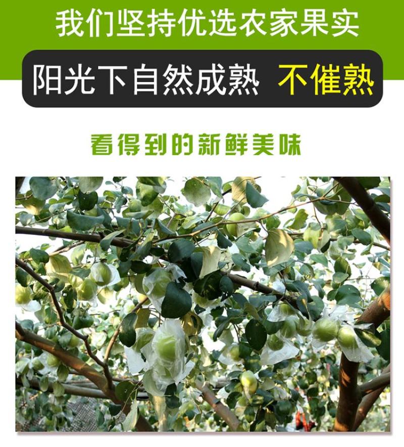 福建漳州牛奶大青枣贵妃枣3斤5斤代发代办