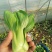 上海青小油菜杭白菜鸡毛菜
