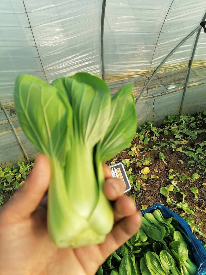 上海青小油菜杭白菜鸡毛菜