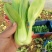 上海青小油菜杭白菜鸡毛菜
