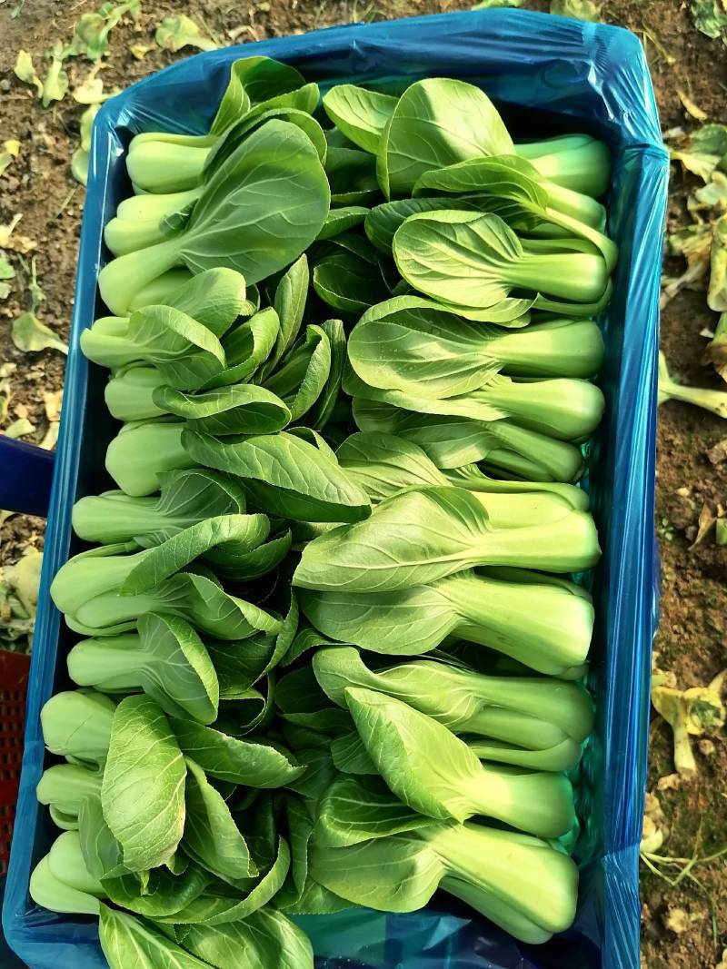 上海青小油菜杭白菜鸡毛菜