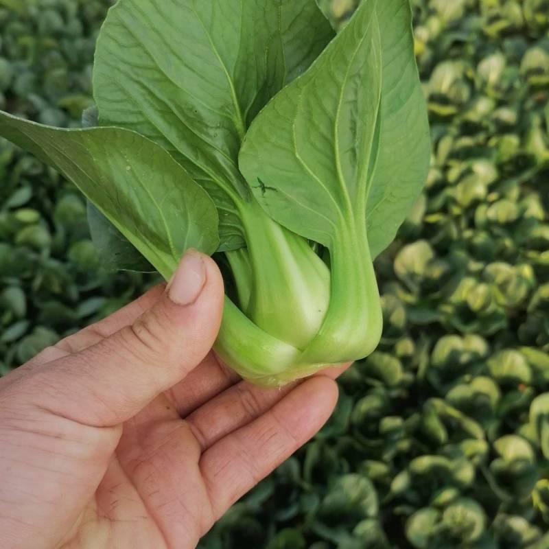 靖江市上海青，矮脚菜，大量供应