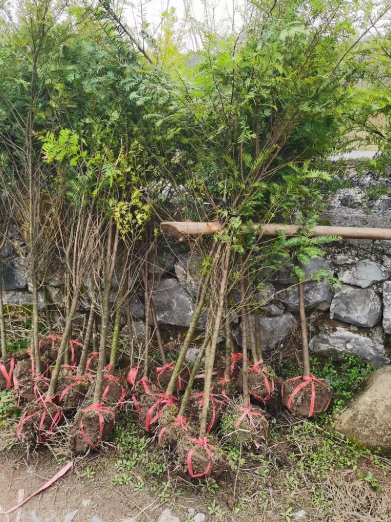 珙桐树苗基地直发植物活珙桐苗中国鸽子花树苗水梨子小苗种子