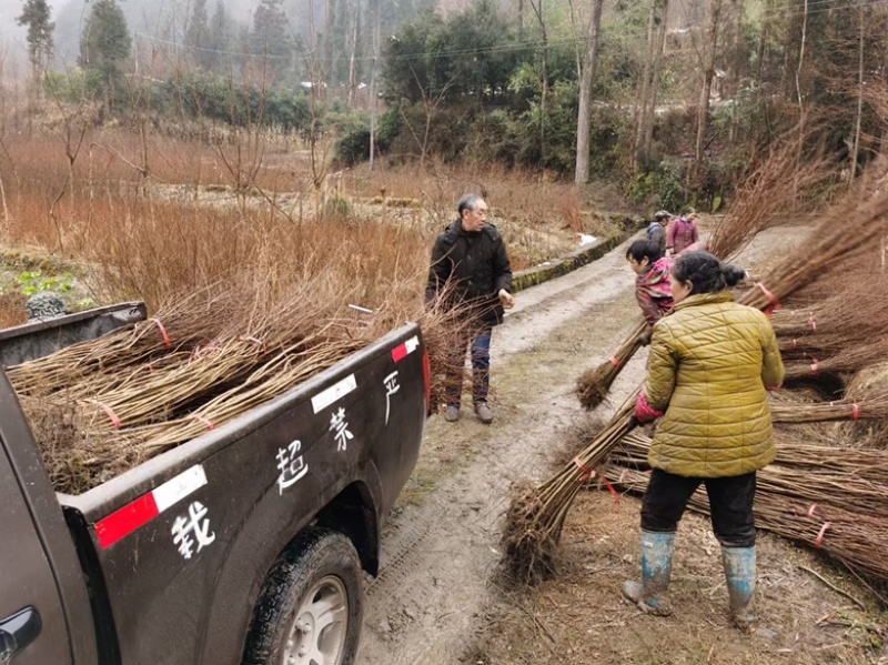 珙桐树苗基地直发植物活珙桐苗中国鸽子花树苗水梨子小苗种子