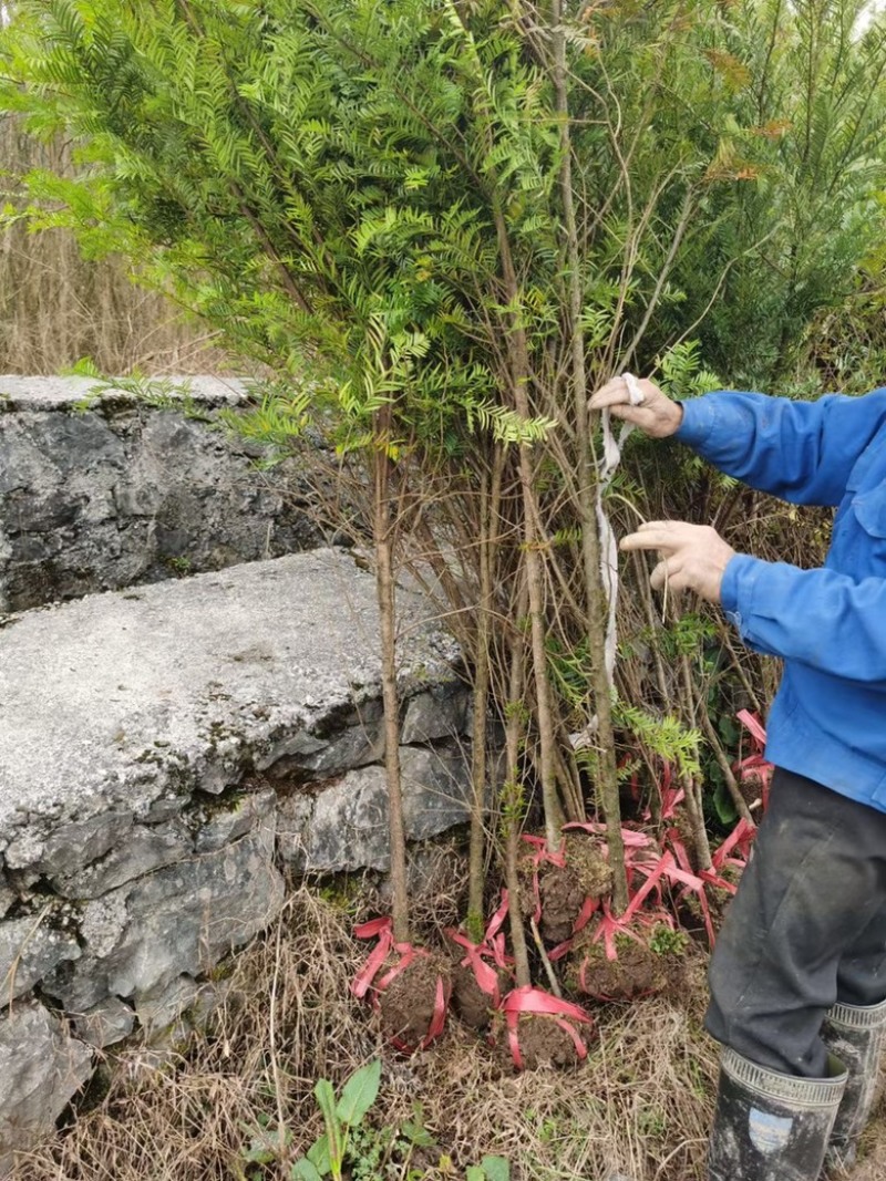 珙桐树苗基地直发植物活珙桐苗中国鸽子花树苗水梨子小苗种子