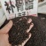 中药材补骨脂古子保证质量货源充足