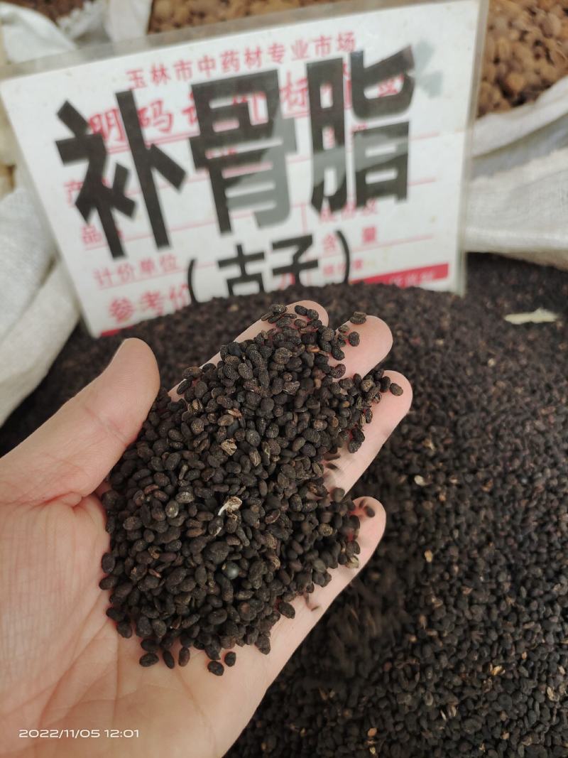 中药材补骨脂古子保证质量货源充足