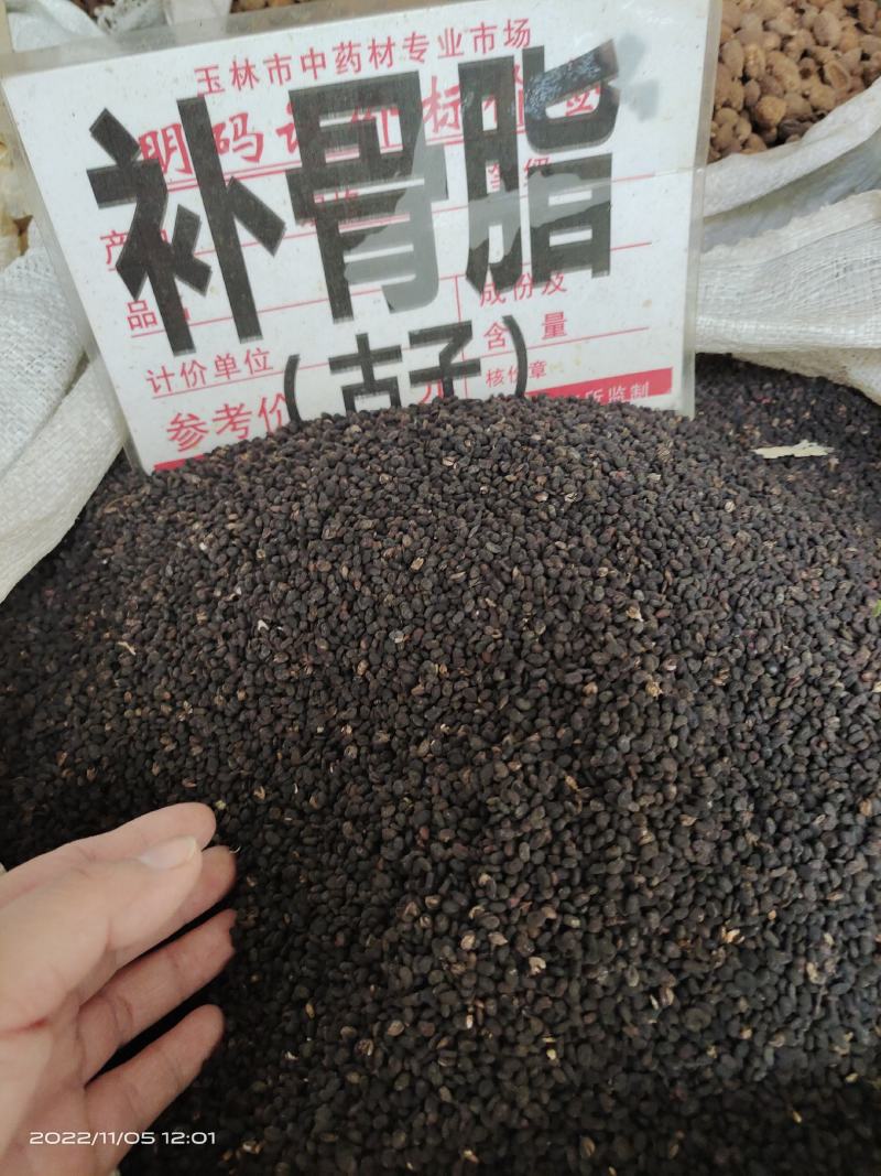 中药材补骨脂古子保证质量货源充足