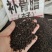 中药材补骨脂古子保证质量货源充足