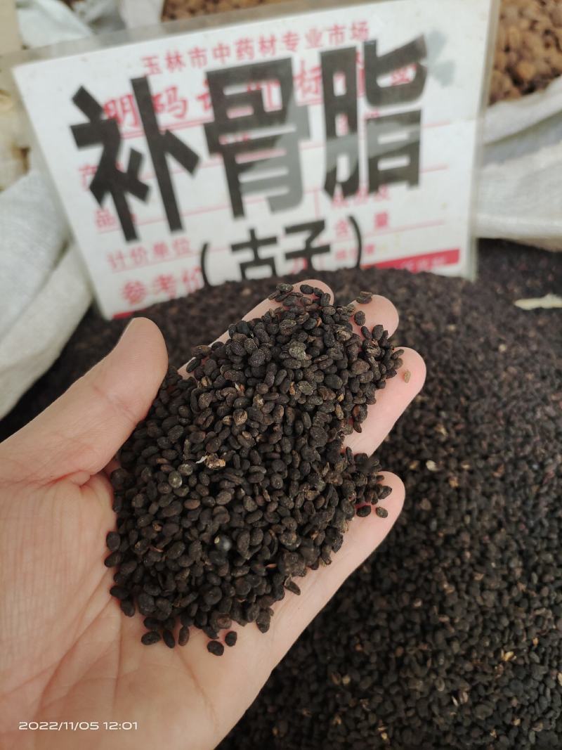 中药材补骨脂古子保证质量货源充足