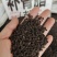 中药材补骨脂古子保证质量货源充足