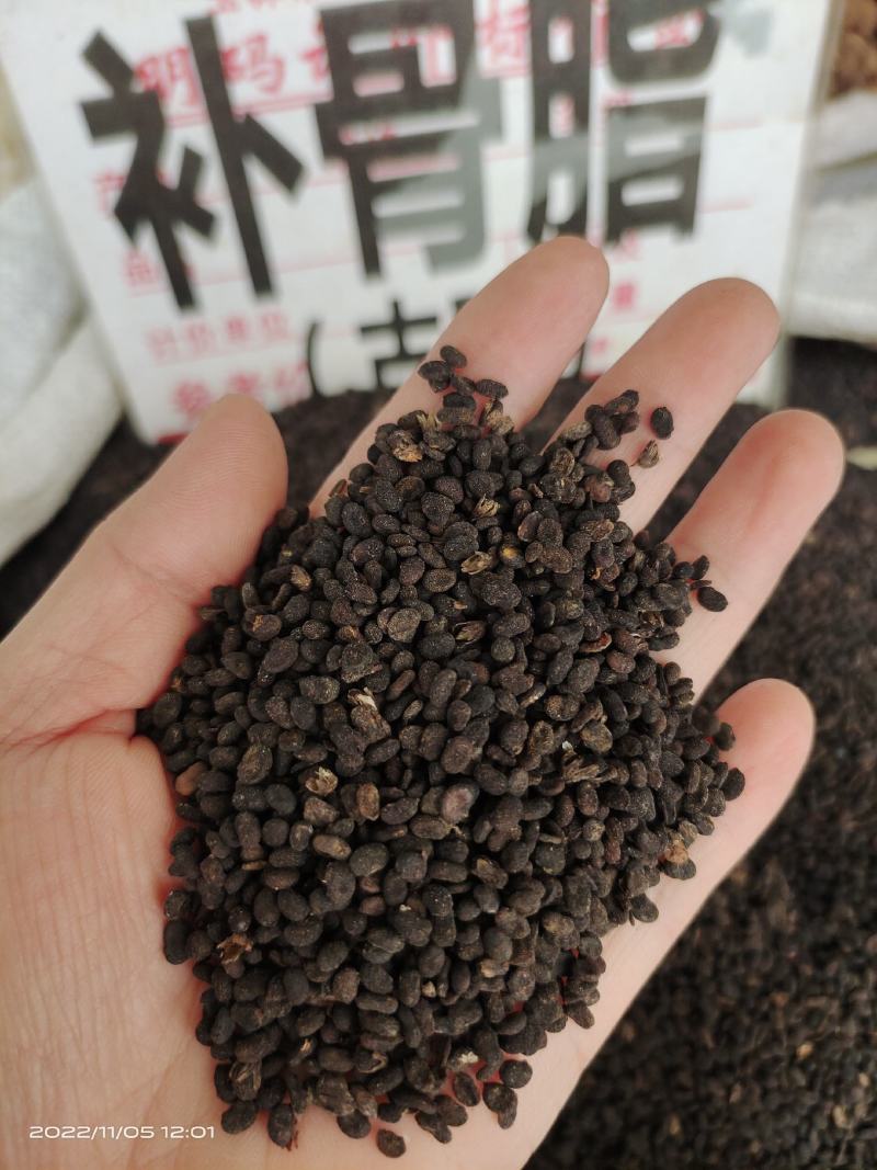 中药材补骨脂古子保证质量货源充足