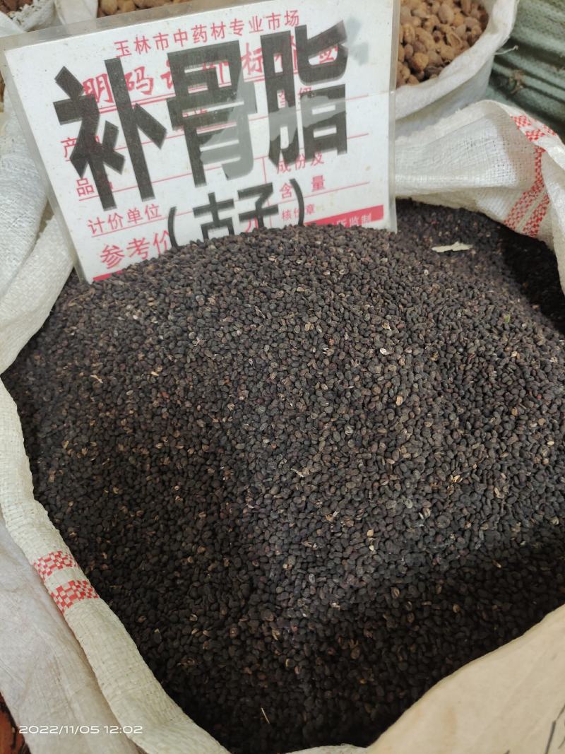 中药材补骨脂古子保证质量货源充足