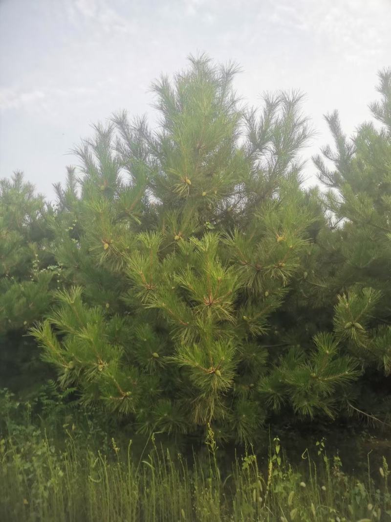 白皮松，油松，华山松
