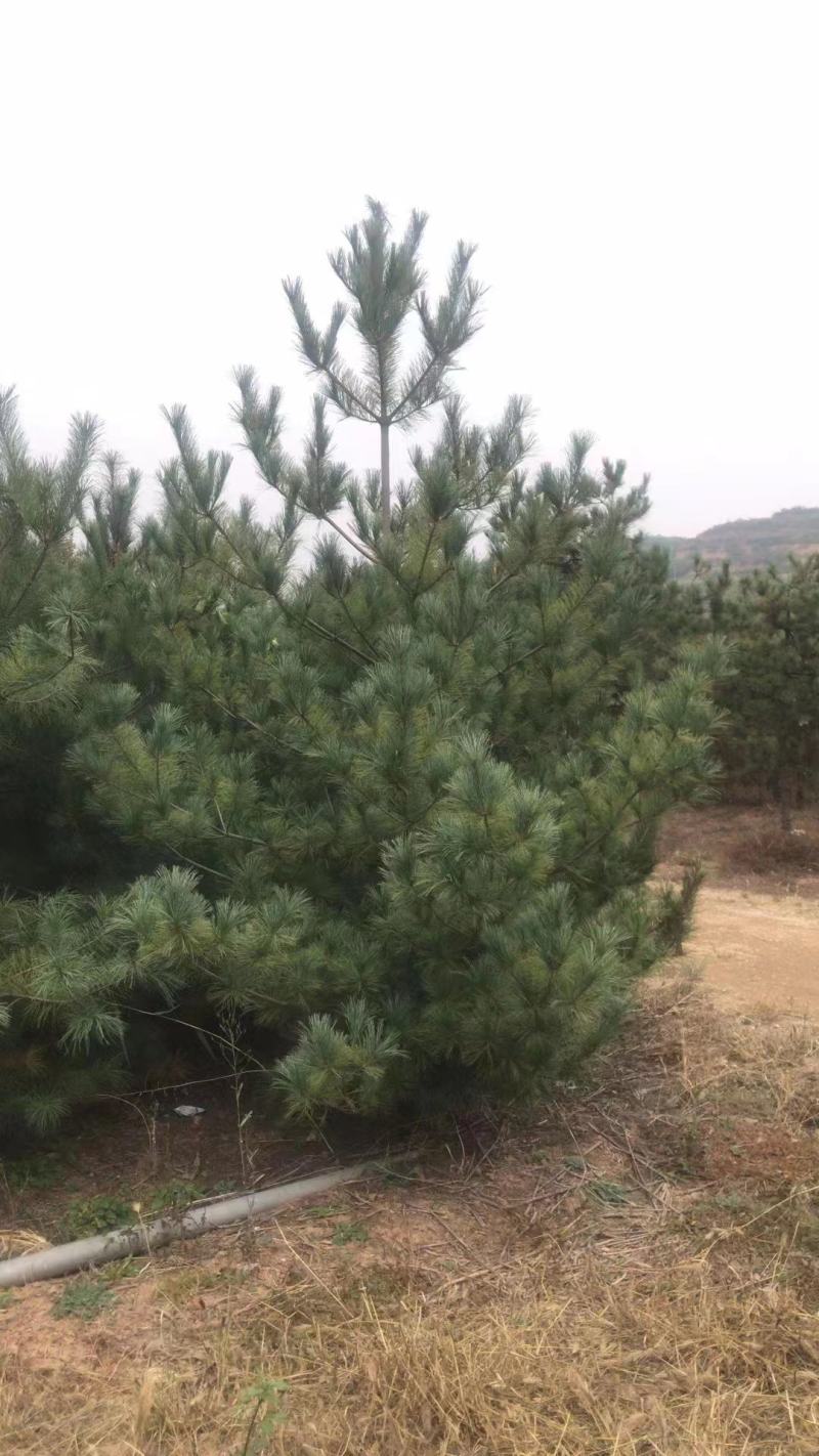 白皮松，油松，华山松