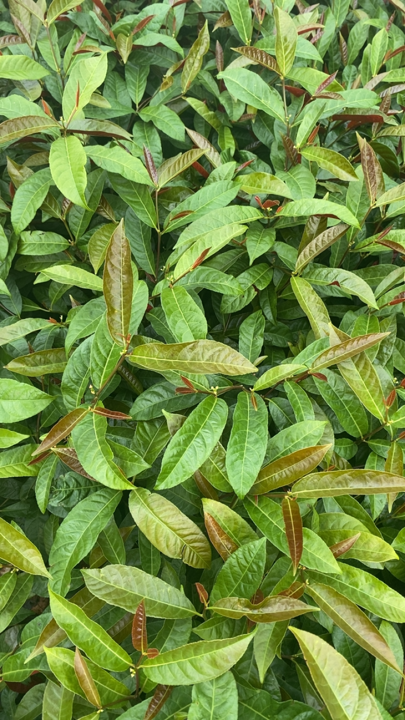红背桂袋苗
