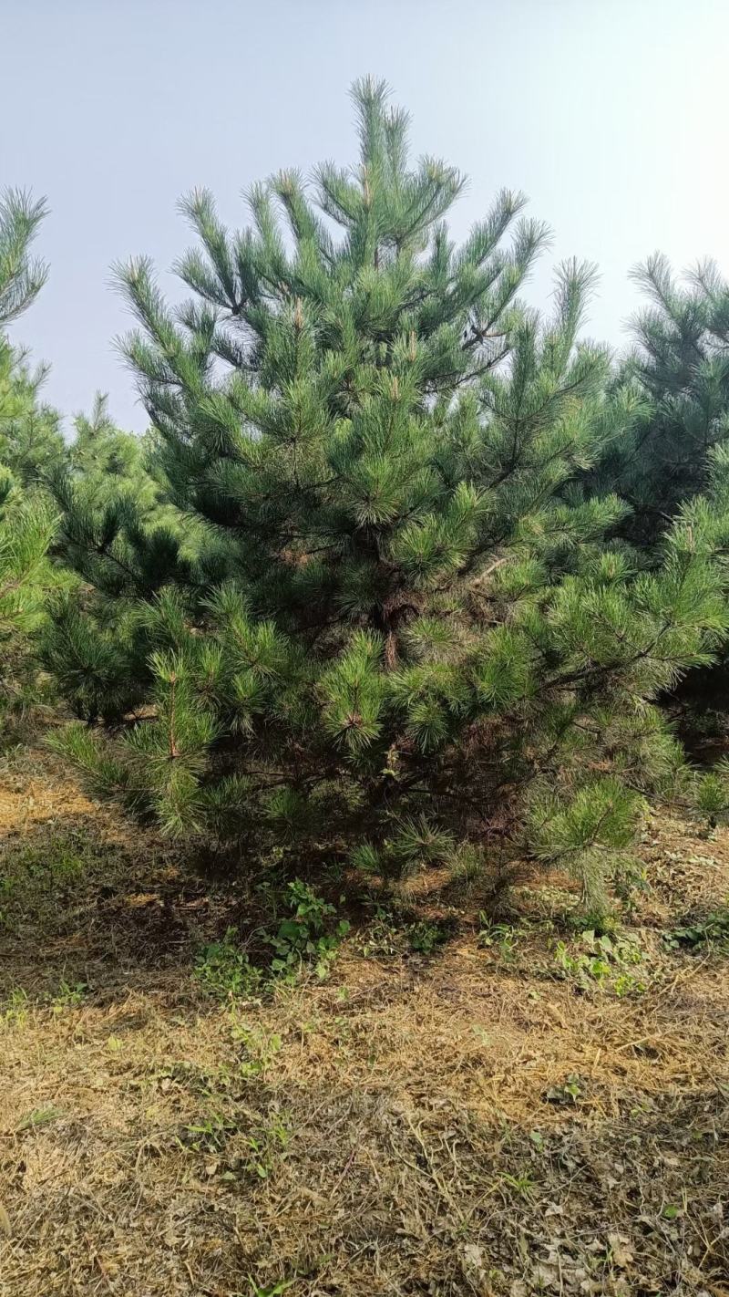 白皮松，油松，华山松
