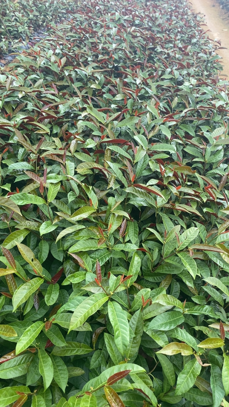 红背桂袋苗