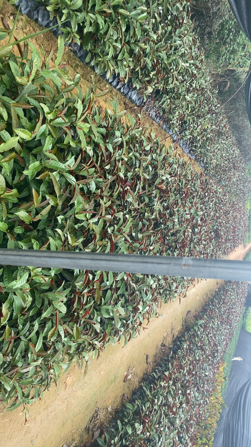 红背桂袋苗