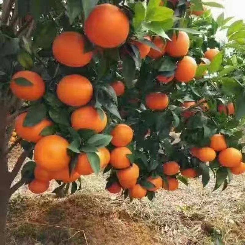 湖南沃柑沃柑定货采果入口化渣水分足口感甘甜