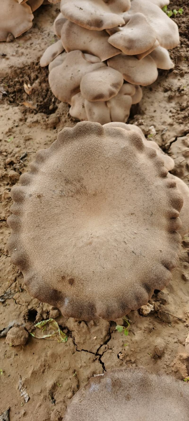 灵芝菇精品种植基地/山东单县原产地自产自销