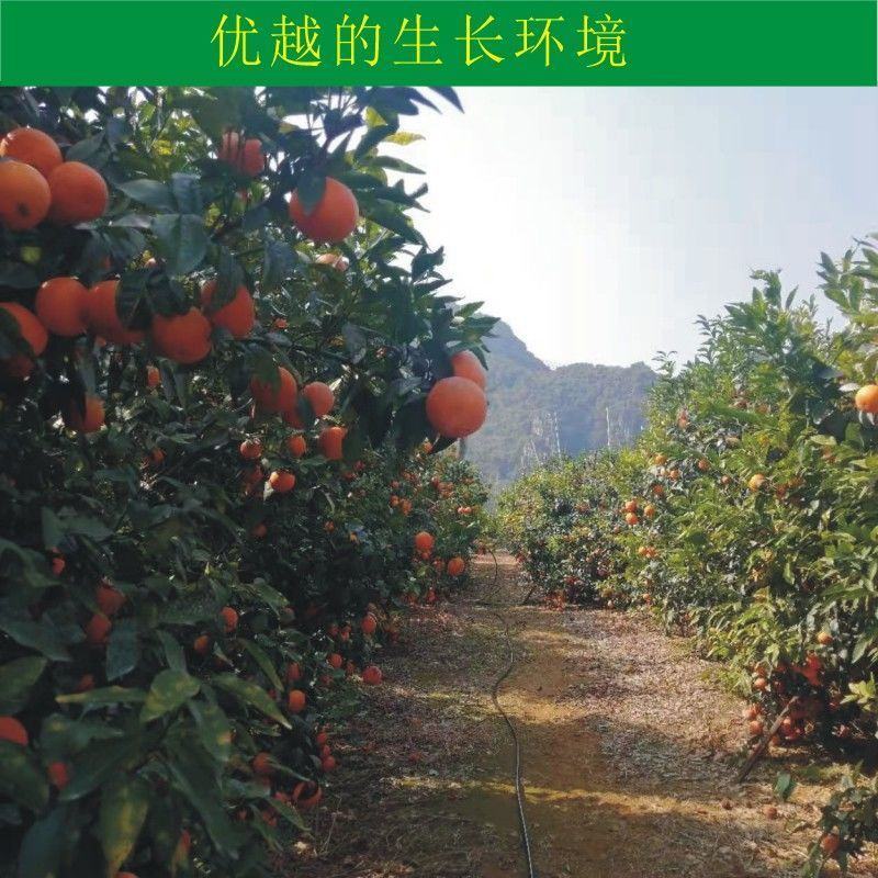 沃柑个大饱满清香味美多汁甜湖南沃柑产地直供