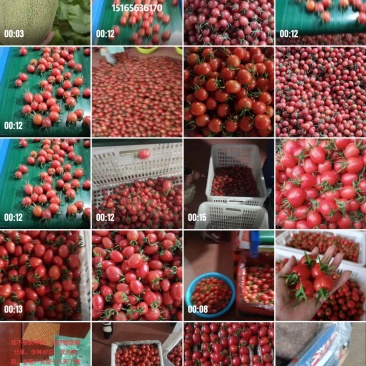 山东寿光产地千喜，贝贝，黄容，串番茄，大量供应