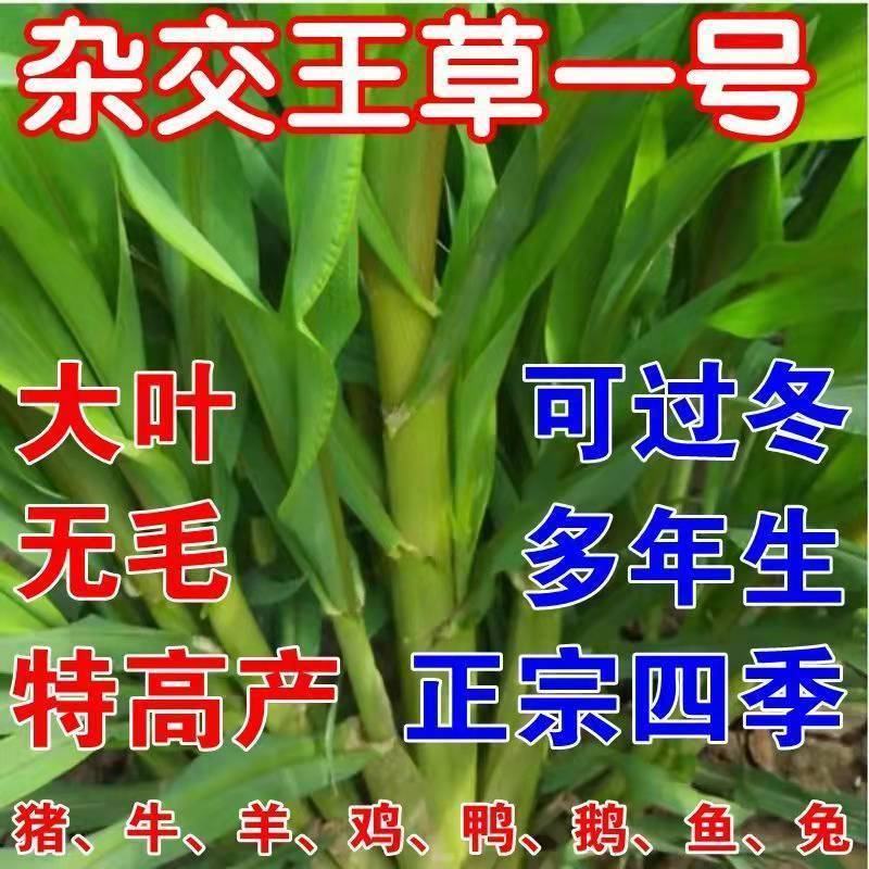 进口杂交牧草王种子四季常青冻不死喂牛羊鱼高产大叶养殖畜牧