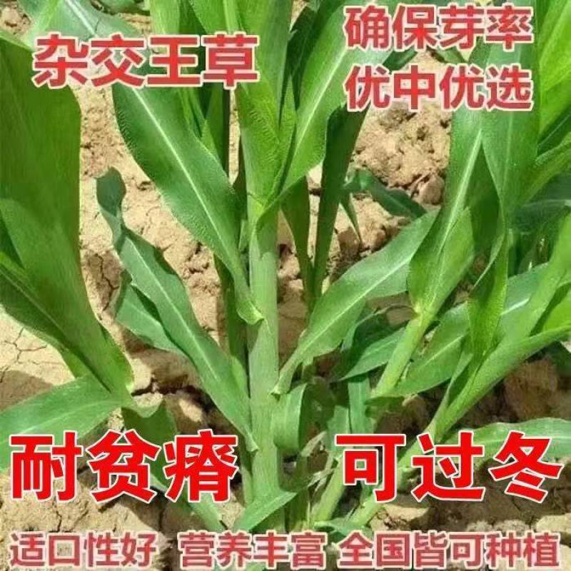 进口杂交牧草王种子四季常青冻不死喂牛羊鱼高产大叶养殖畜牧