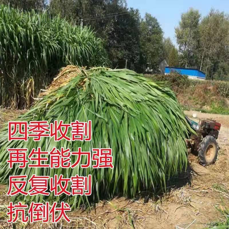 进口杂交牧草王种子四季常青冻不死喂牛羊鱼高产大叶养殖畜牧