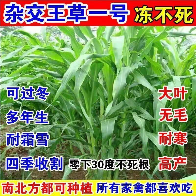 进口杂交牧草王种子四季常青冻不死喂牛羊鱼高产大叶养殖畜牧