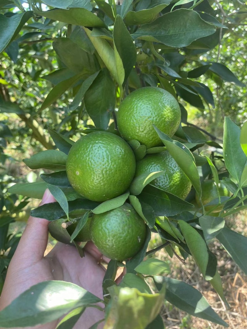 广西皇帝柑大量有，大量货源