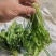 荠菜，大颗荠菜，地菜，鲜嫩荠菜