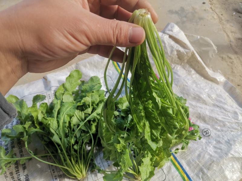 荠菜，大颗荠菜，地菜，鲜嫩荠菜
