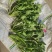 荠菜，大颗荠菜，地菜，鲜嫩荠菜