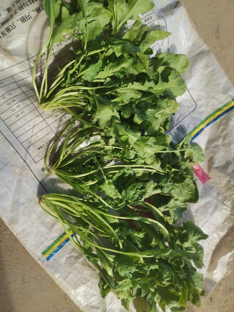 荠菜，大颗荠菜，地菜，鲜嫩荠菜