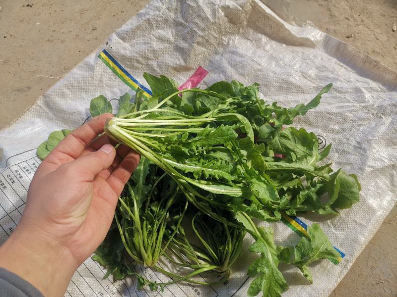 荠菜，大颗荠菜，地菜，鲜嫩荠菜