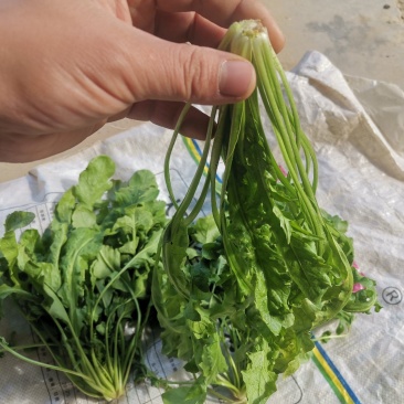 荠菜，大颗荠菜，地菜，鲜嫩荠菜