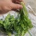 荠菜，大颗荠菜，地菜，鲜嫩荠菜