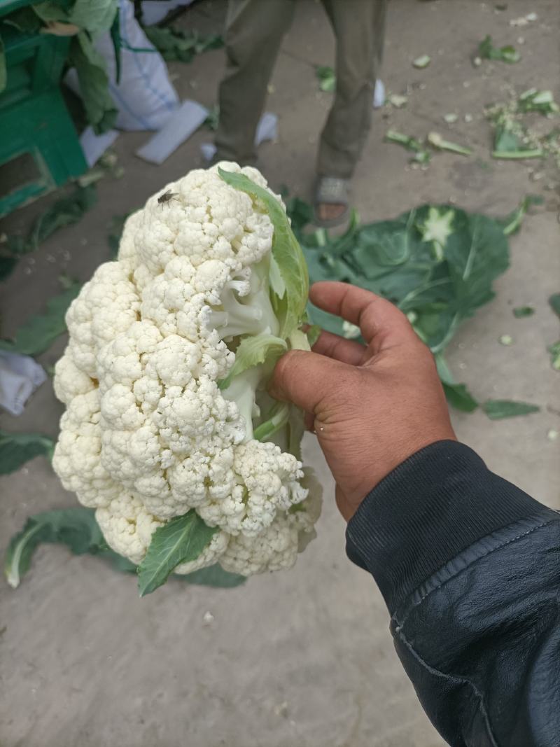 精品有机花，大量有货诚信代收，代发全国