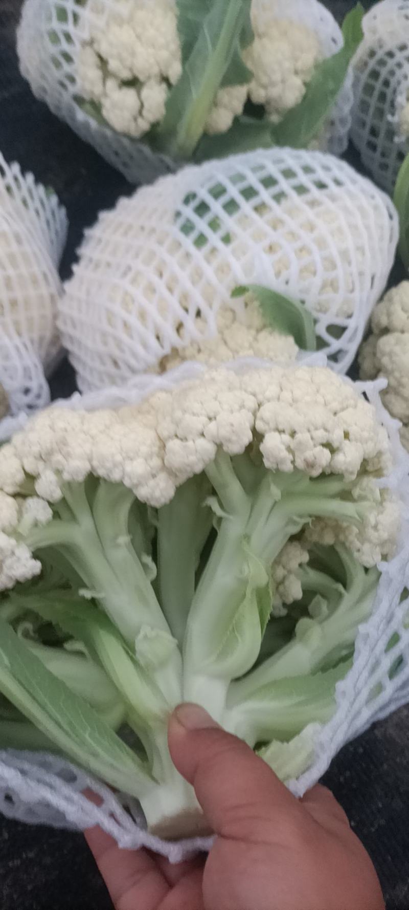 精品有机花，大量有货诚信代收，代发全国