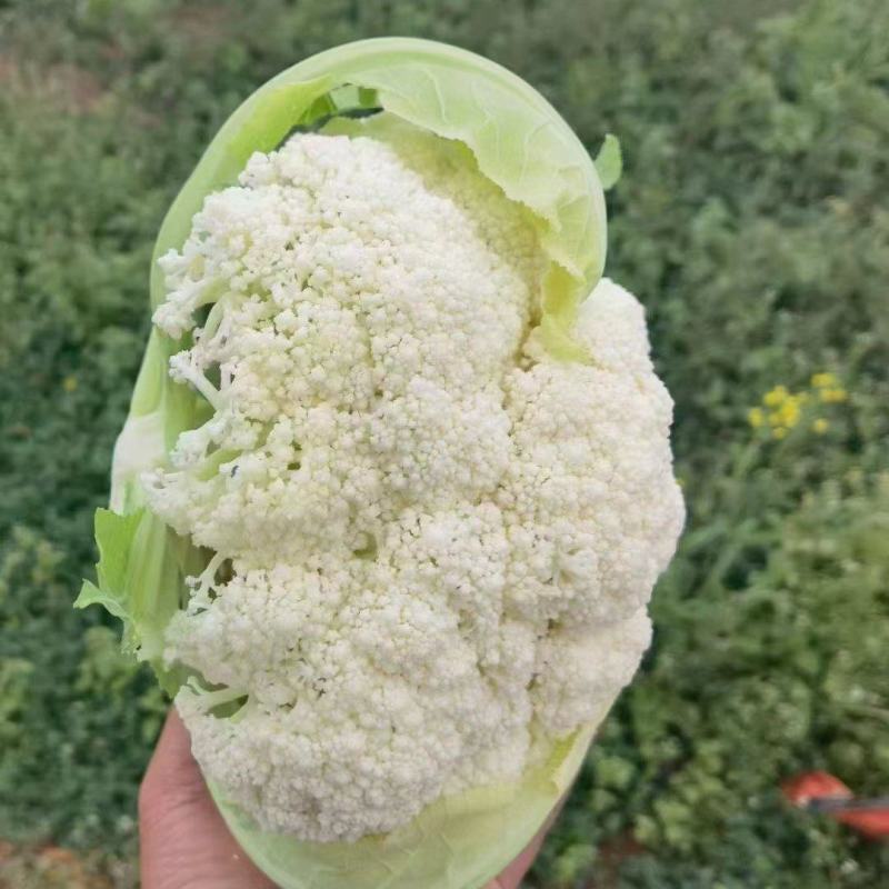 精品有机花，大量有货诚信代收，代发全国