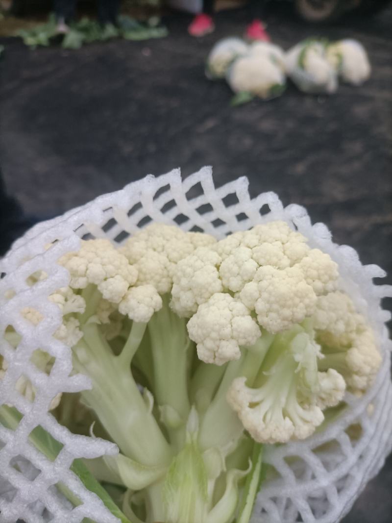 精品有机花，大量有货诚信代收，代发全国